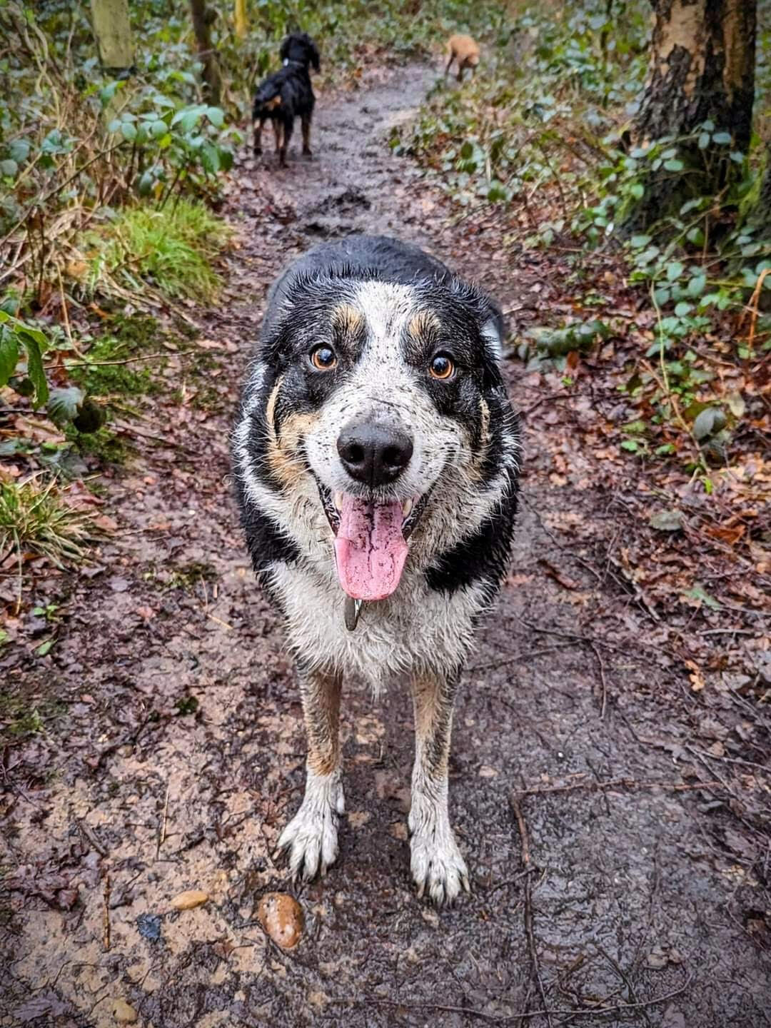 OTBT canine adventure walks logo